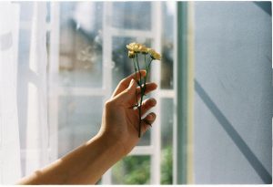 Morning light and circadian rhythm A close-up of a hand holding small flowers indoors by a sunlit window.